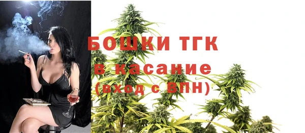 сатива Новозыбков
