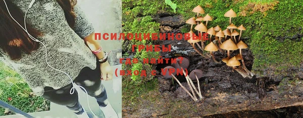 сатива Новозыбков